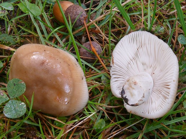 Russula Amoenolens